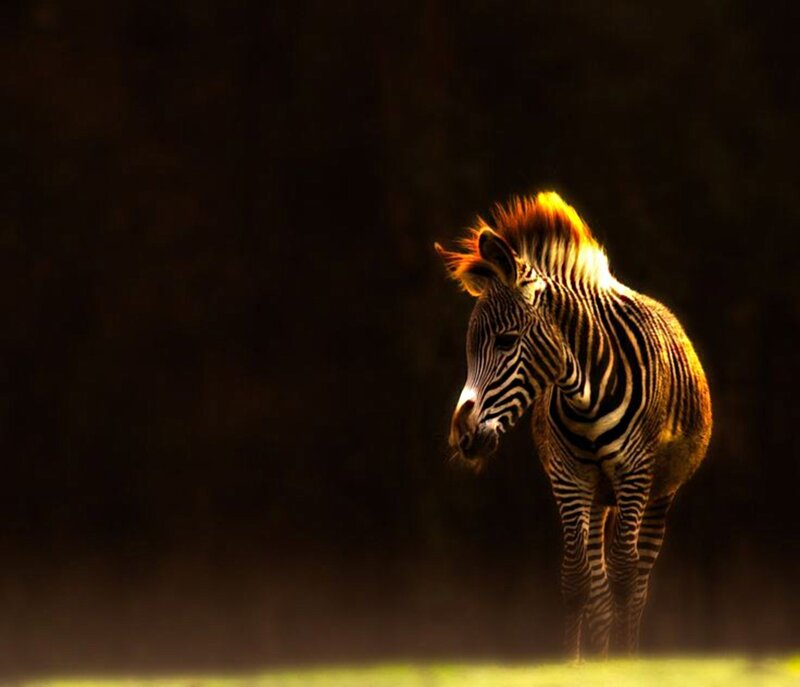 Zebra Foal in Sunlight — Black