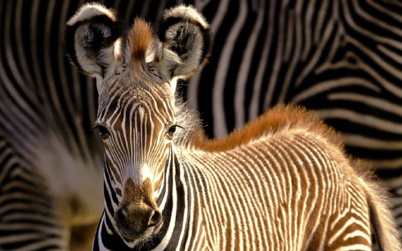 Zebra Foal in Sunlight