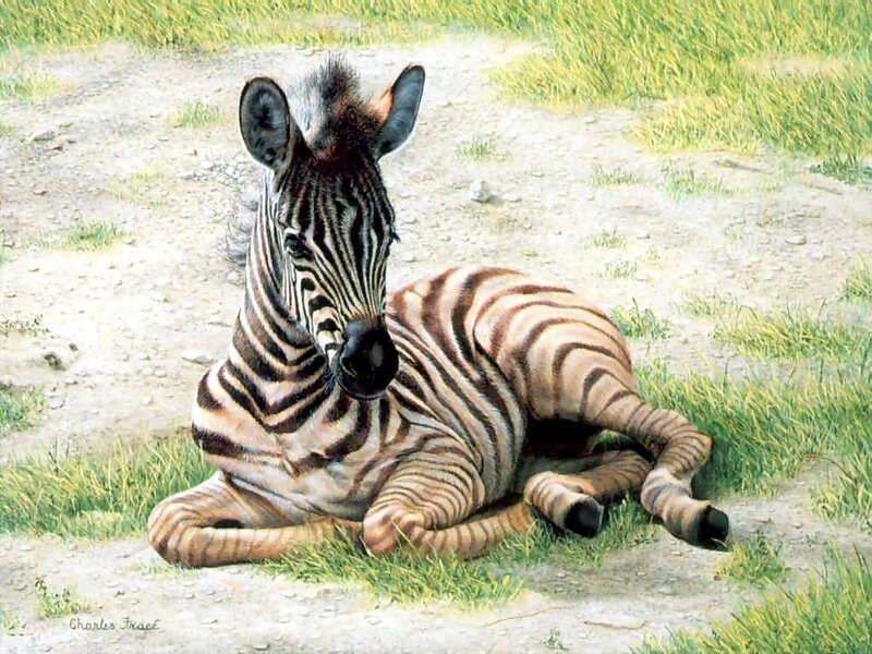Zebra Foal Lying Down — Green