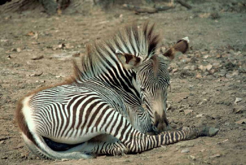 Zebra Foal Lying Down