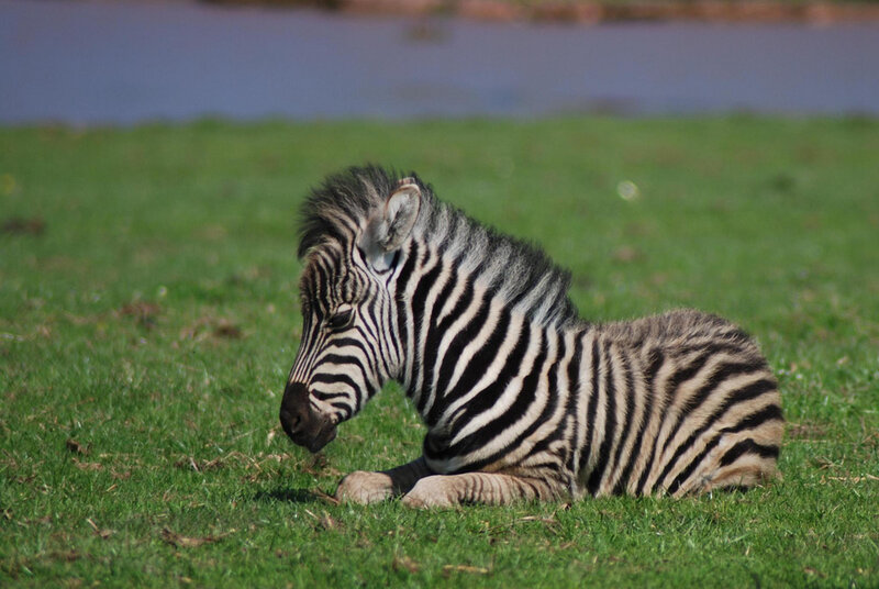 Zebra Foal on Grass