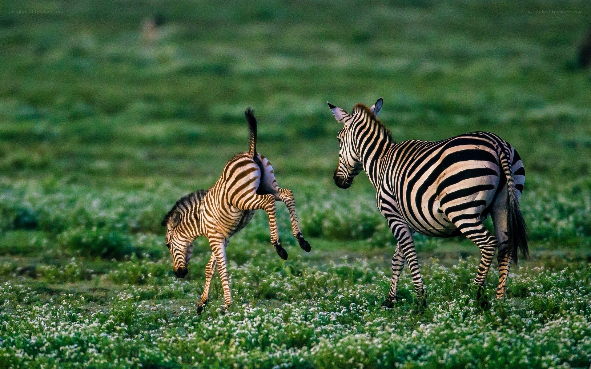 Zebra foal playfully kicks