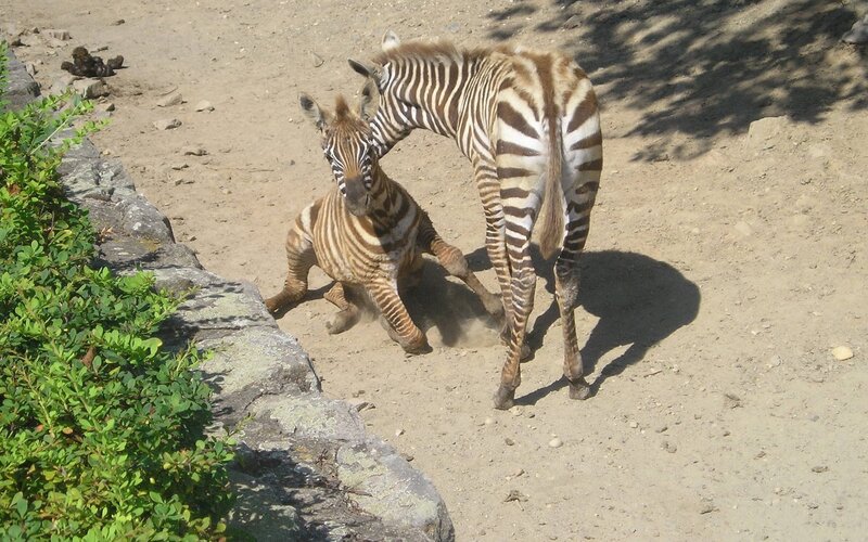 Zebra foal playing with adult