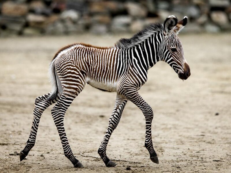 Zebra Foal Walking — Black