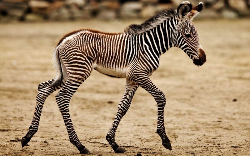 Zebra Foal Walking — Brown