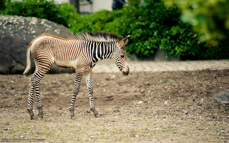 zebra foal walking
