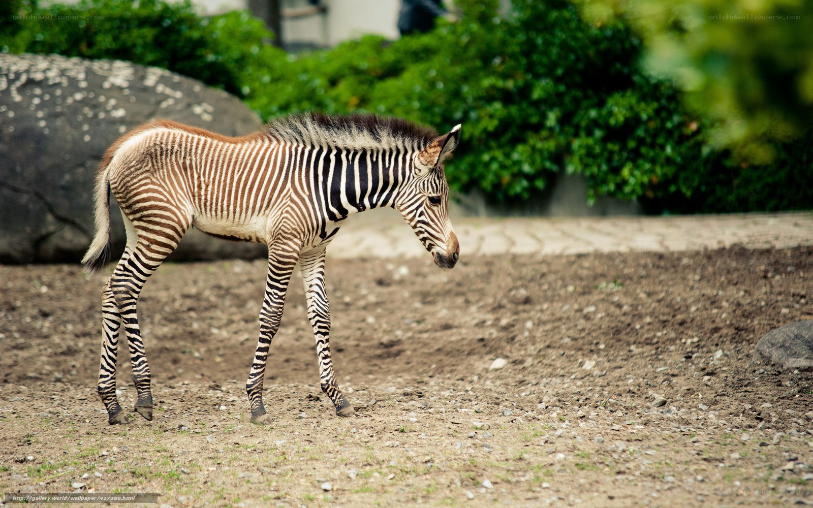 zebra foal walking