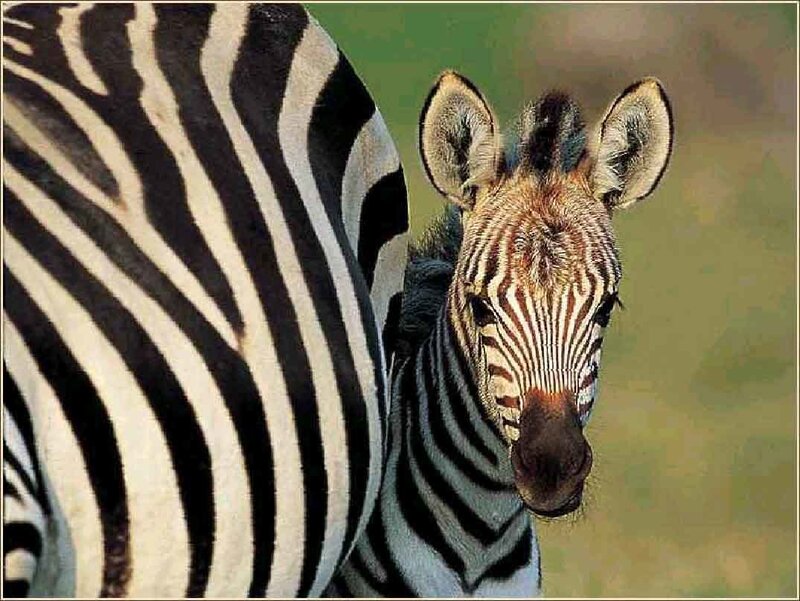 Zebra Foal with Adult — Black