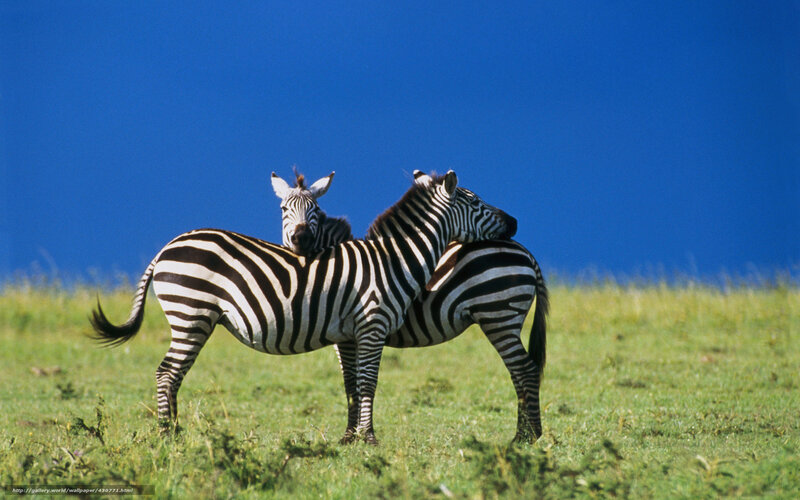 Zebra Foal with Adult — Blue