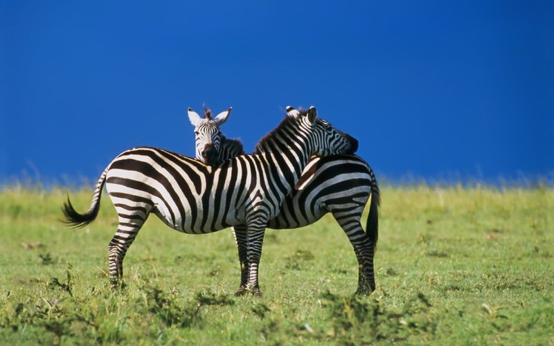 Zebra Foal with Adult — Green