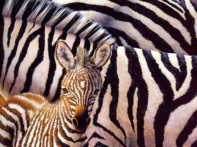zebra foal with adult zebra