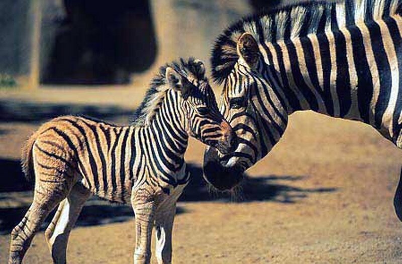 Zebra Foal with Adult Zebra — Black, Calm