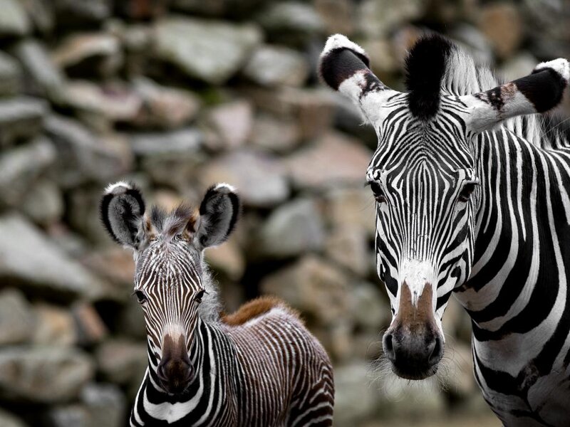 Zebra Foal with Adult Zebra — Black