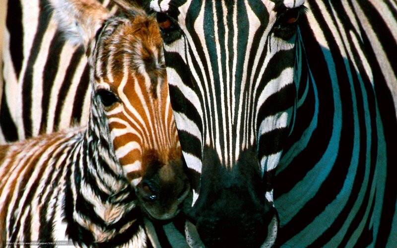 zebra foal with adult zebra