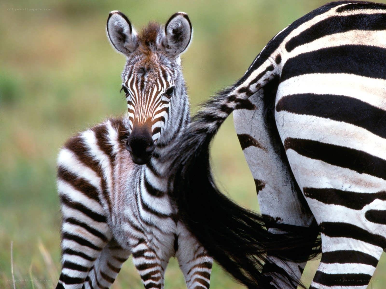 zebra foal with mother
