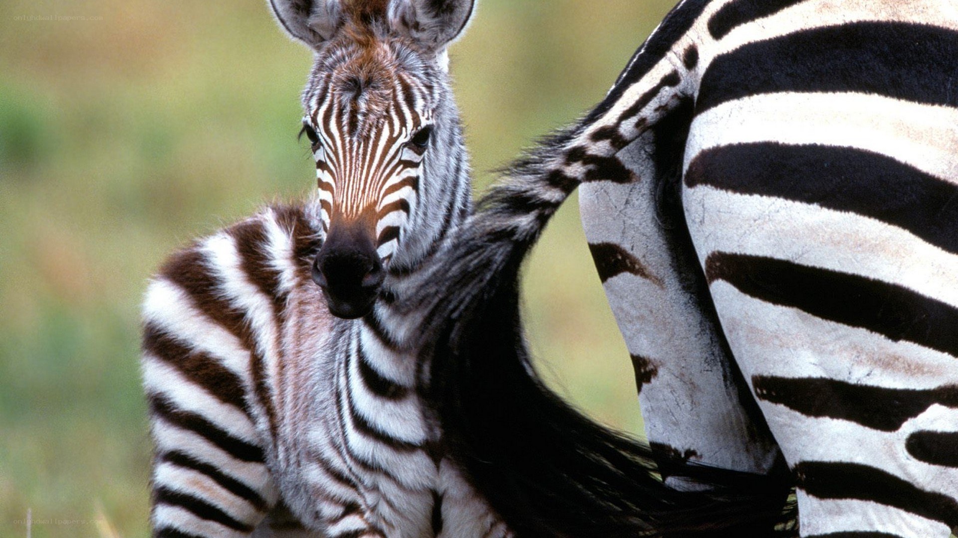 zebra foal with mother