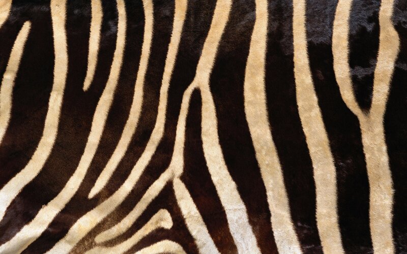 Zebra Fur Pattern — Black, Neutral, Photograph, Stripes, Tan