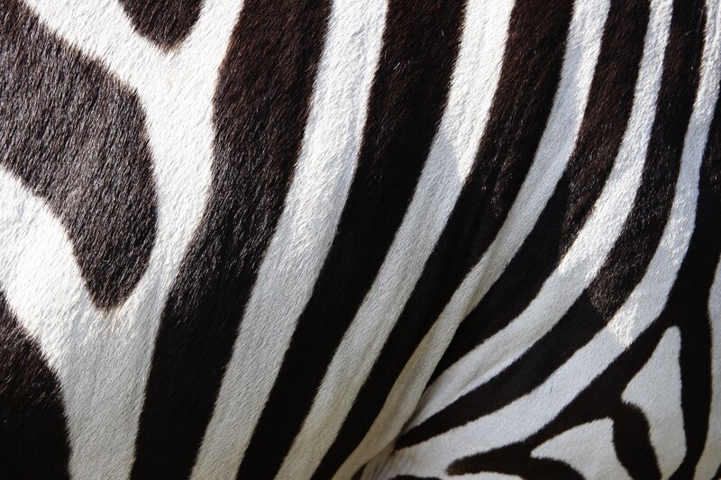 Zebra Fur Pattern — Black, Neutral, Photograph