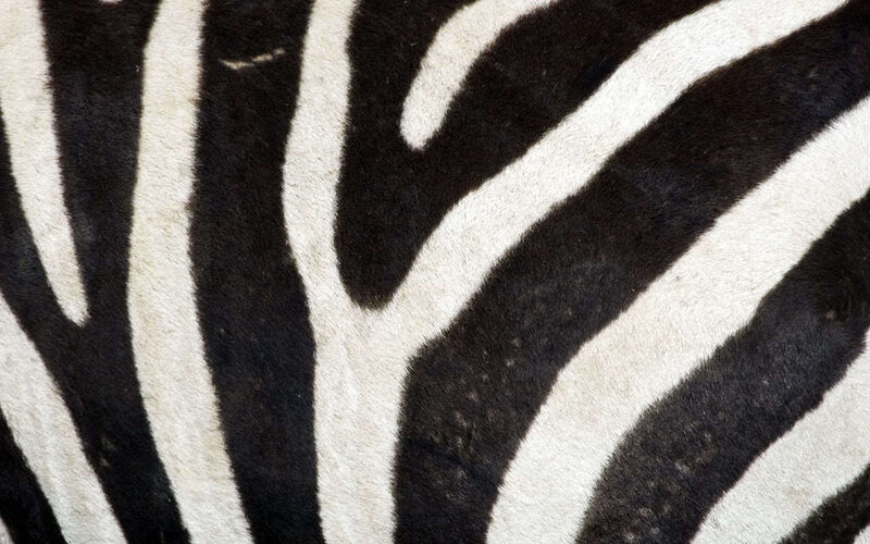 Zebra Fur Pattern — Black, Photograph