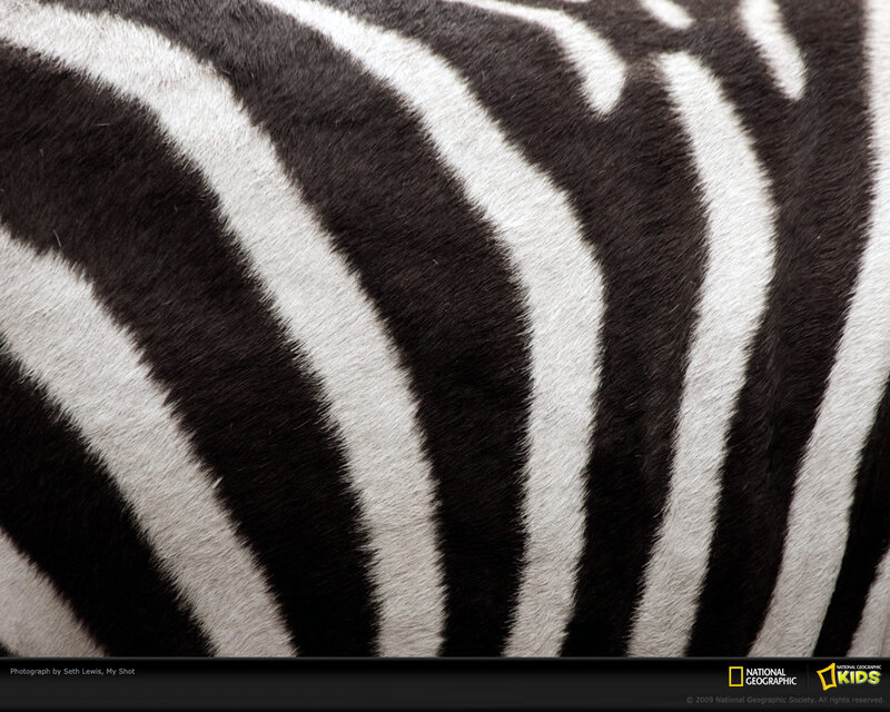 Zebra Fur Pattern — Black