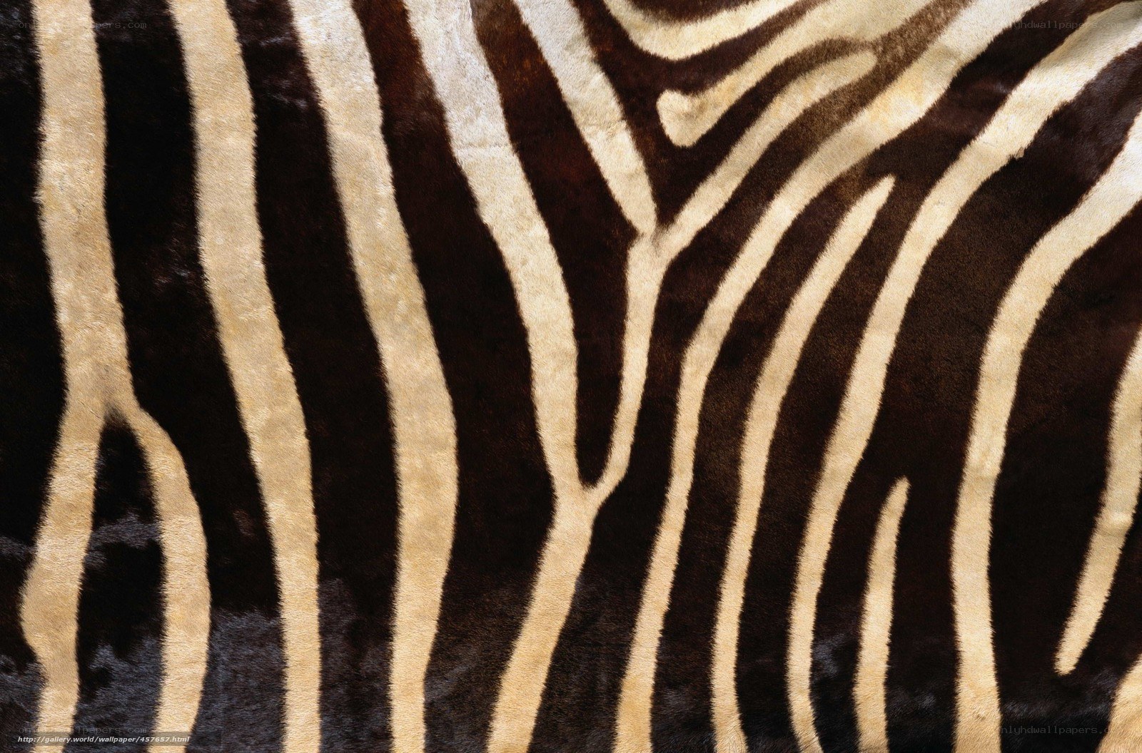 zebra fur pattern close-up