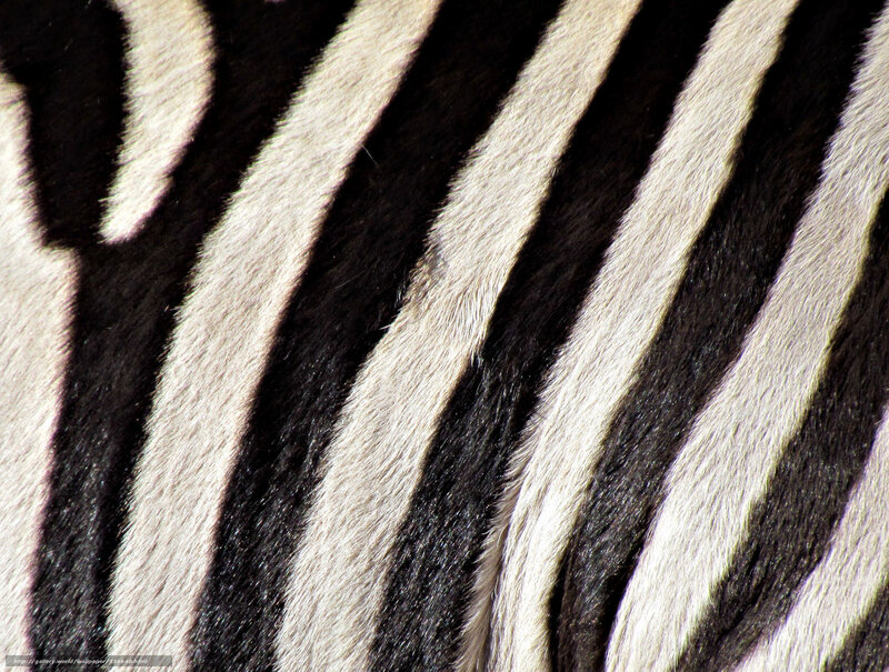 zebra fur pattern close-up