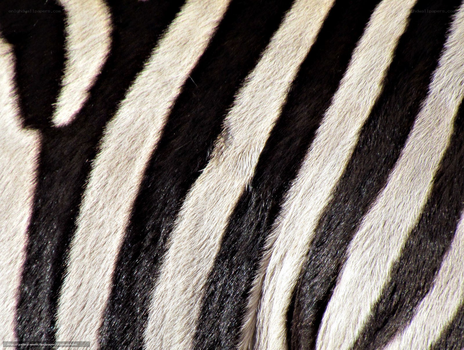 zebra fur pattern close-up