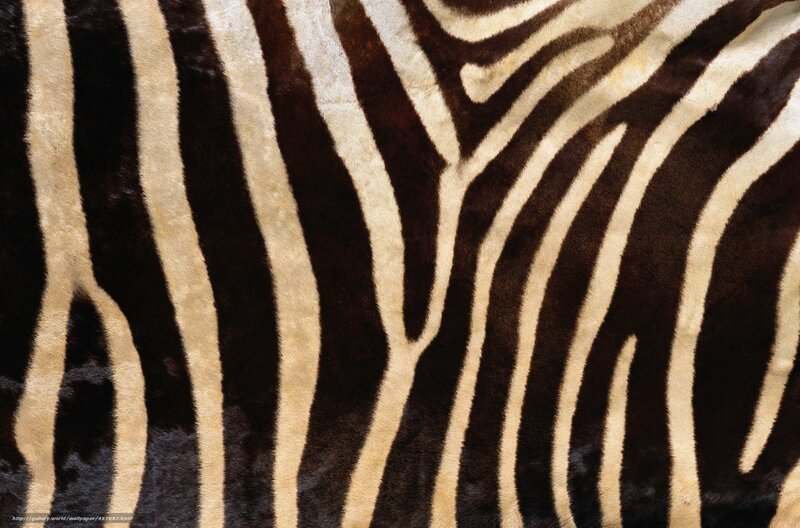 Zebra Fur Pattern — Neutral