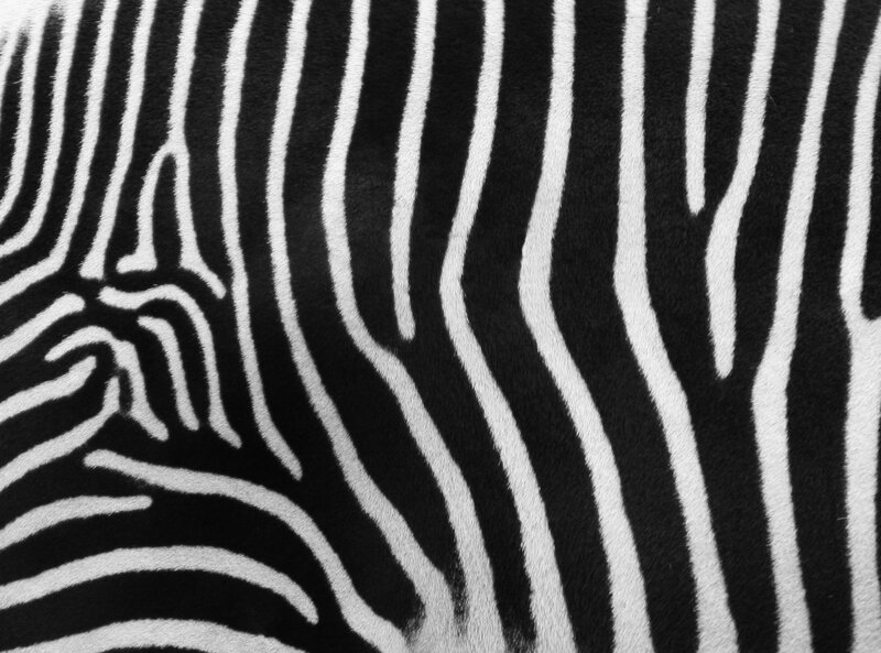 Zebra Fur Pattern — Photograph