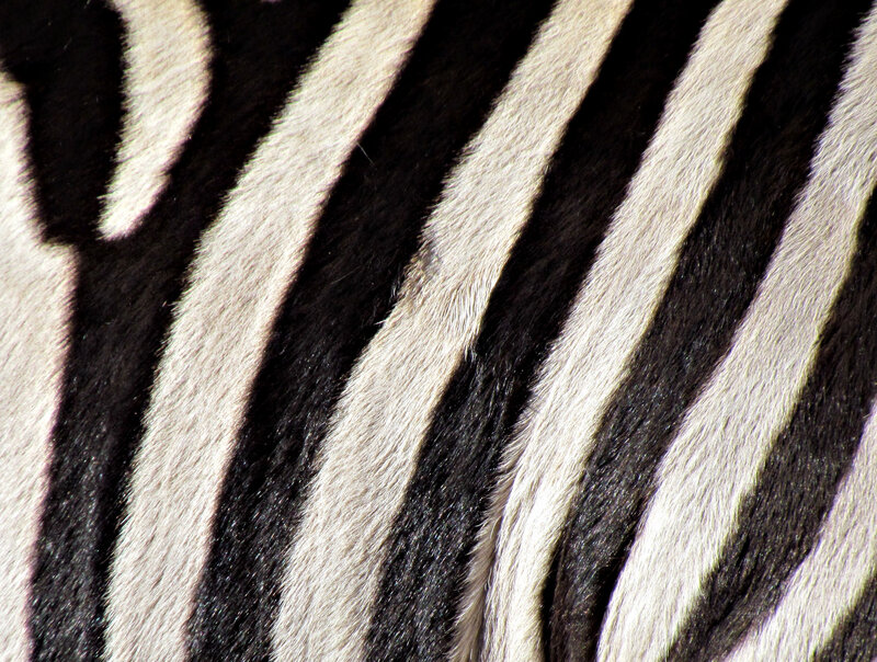 Zebra Fur Pattern — Stripes