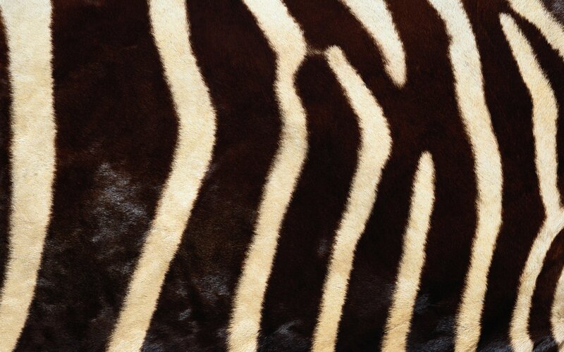 Zebra Fur Pattern — White