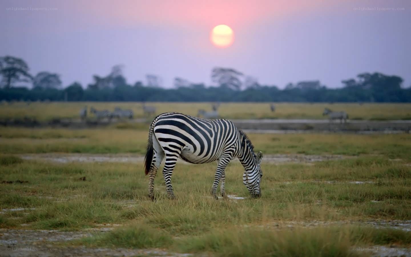 Zebra grazing at sunset