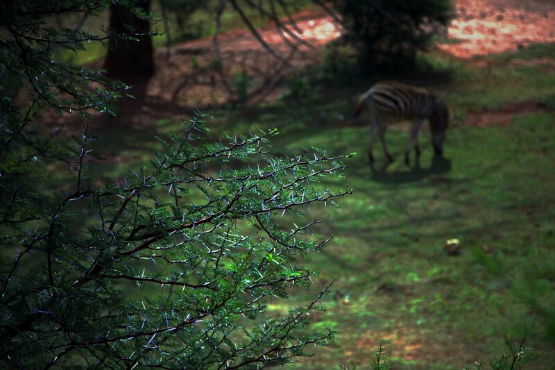 Zebra grazing in a forest