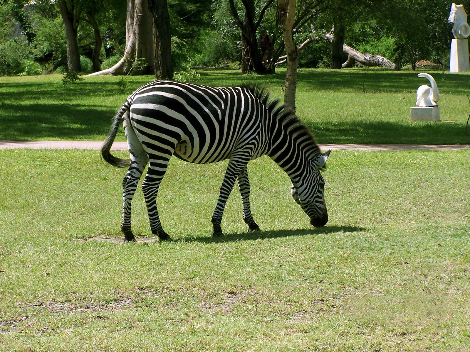 Zebra grazing in a park