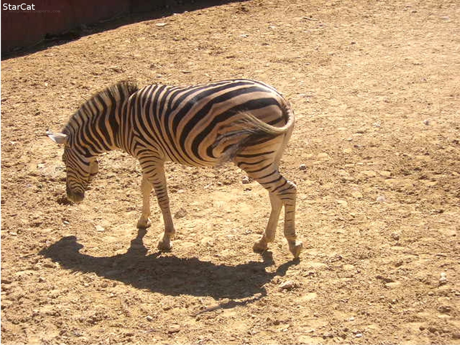 zebra grazing in enclosure