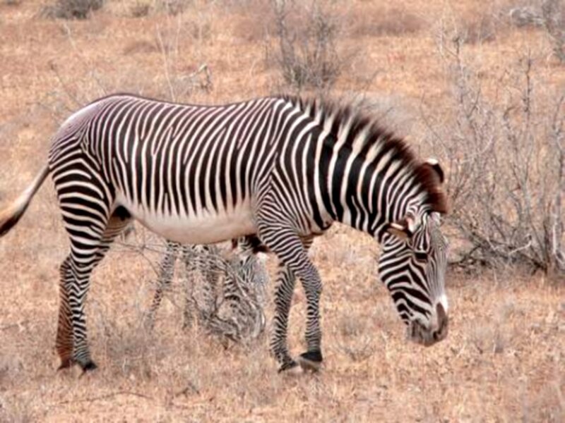Zebra Grazing in Field — Brown