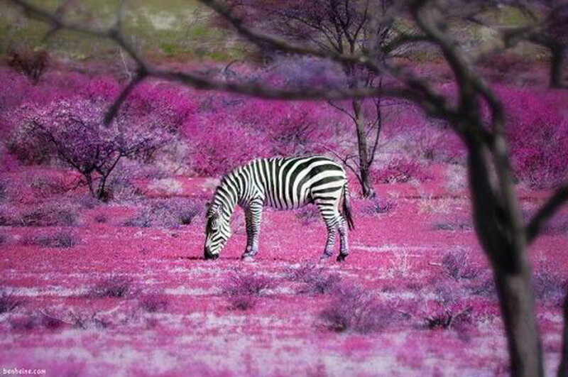 Zebra Grazing in Field