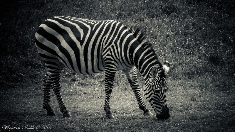 Zebra Grazing in Grass
