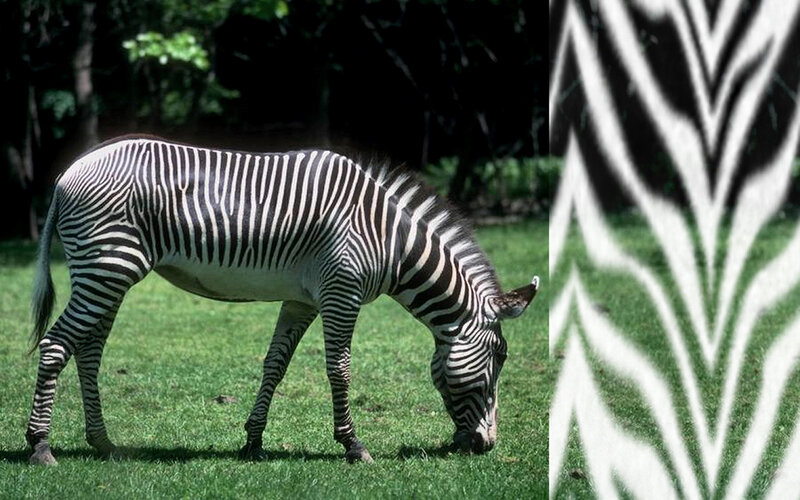 Zebra Grazing on Grass