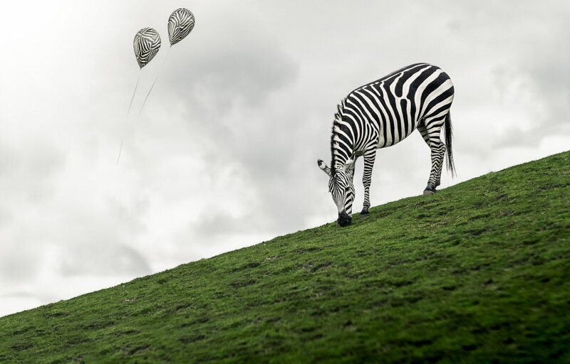Zebra Grazing on Hill