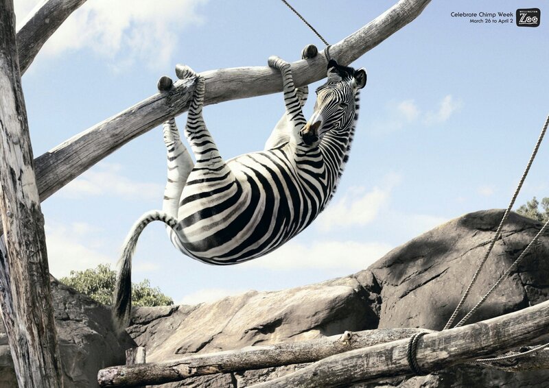 zebra hanging from a branch