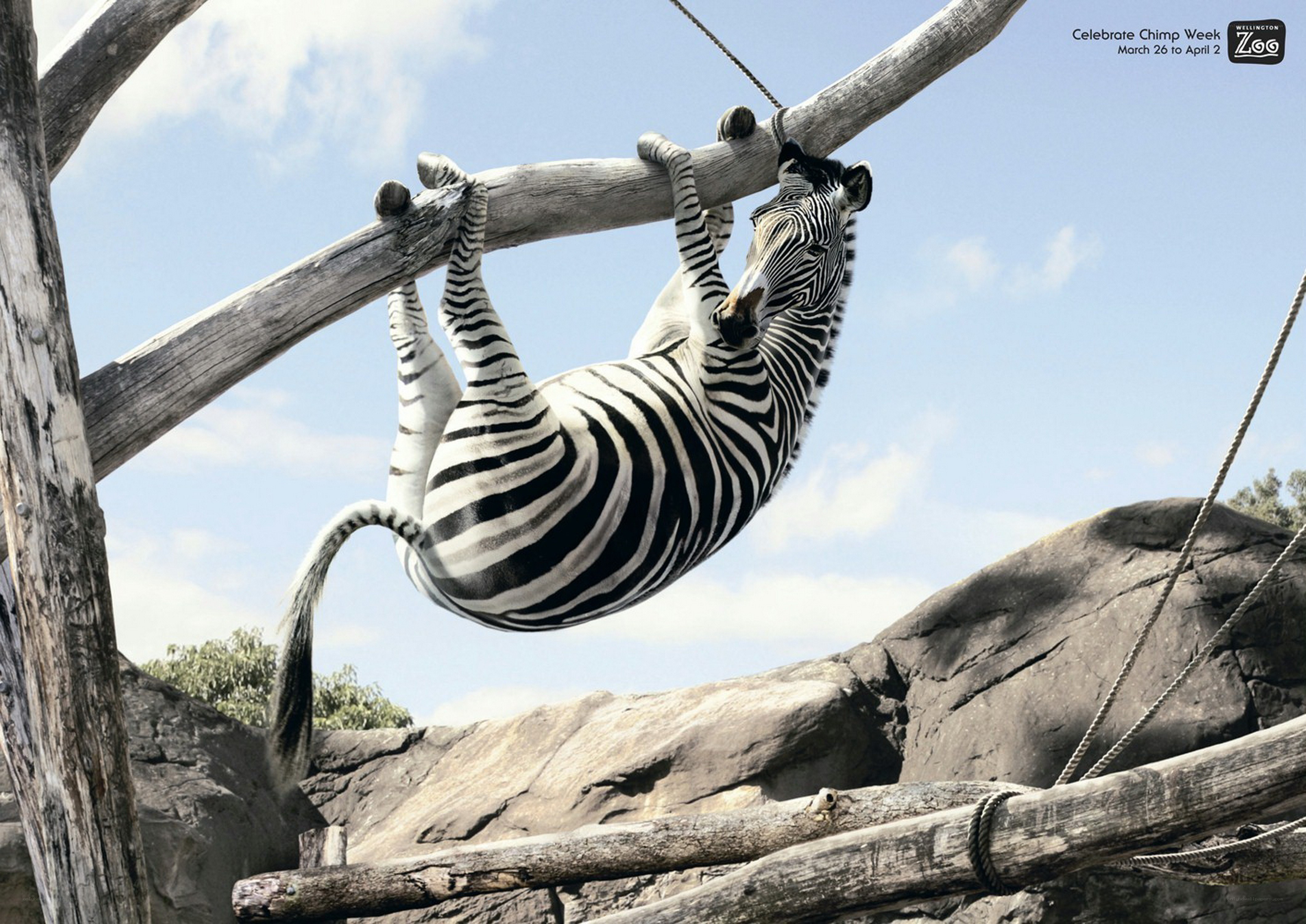 zebra hanging from a branch