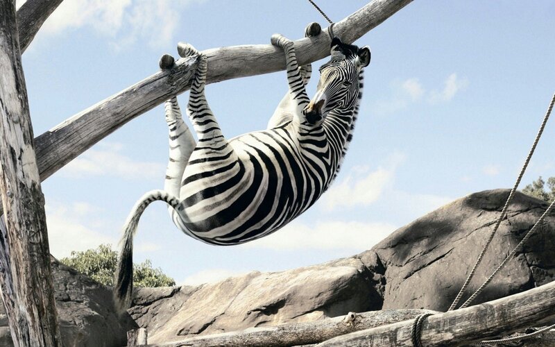 zebra hanging from a branch