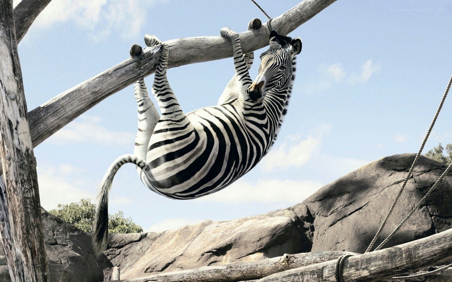 zebra hanging from a branch