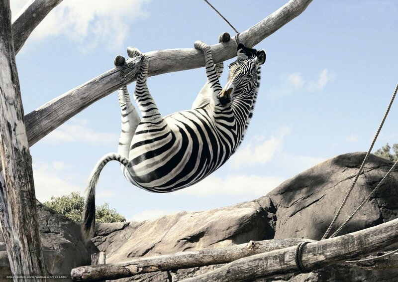 zebra hanging from a branch