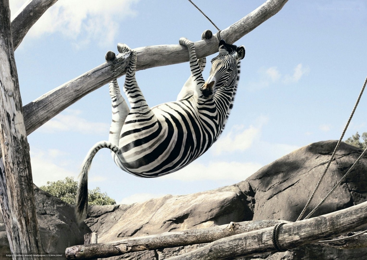 zebra hanging from a branch