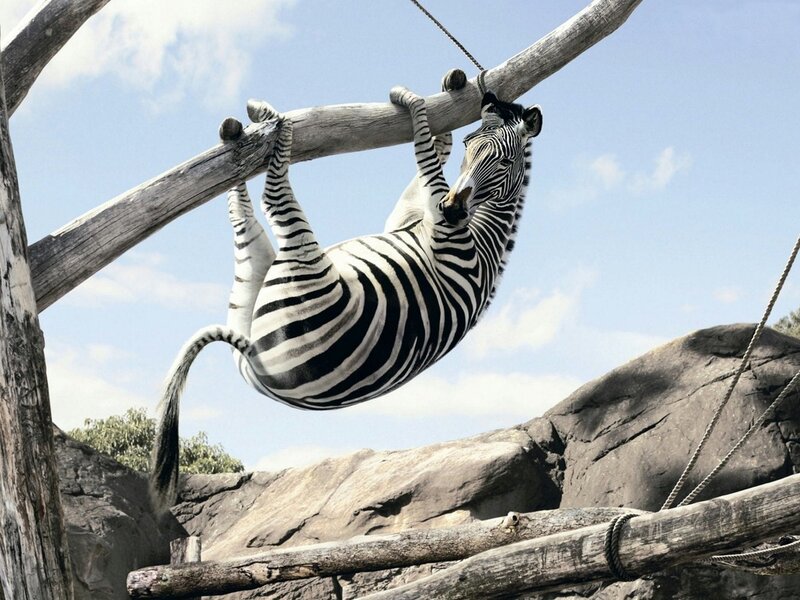 Zebra Hanging from Branch — Black, Playful