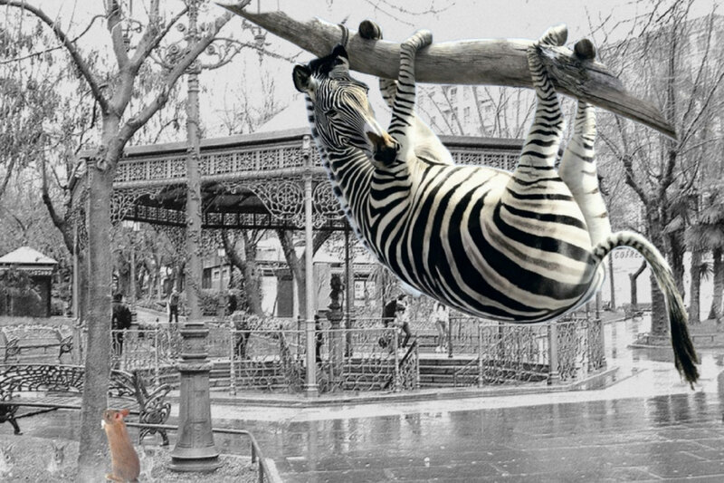 Zebra Hanging from Branch — Black, Surreal