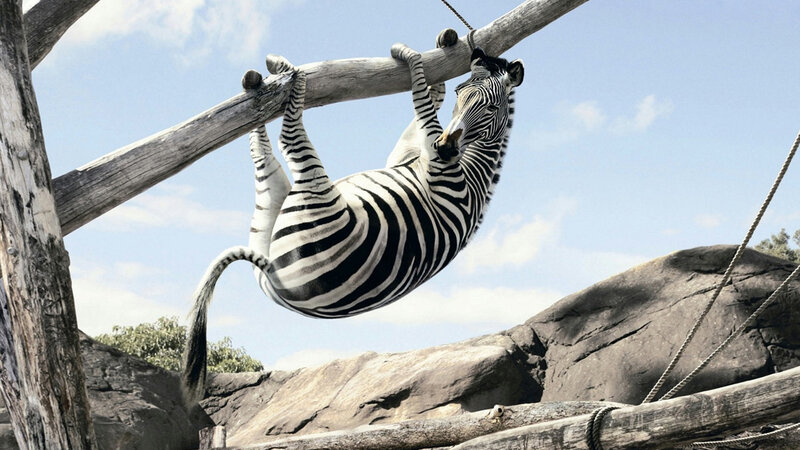 Zebra Hanging from Branch — Black