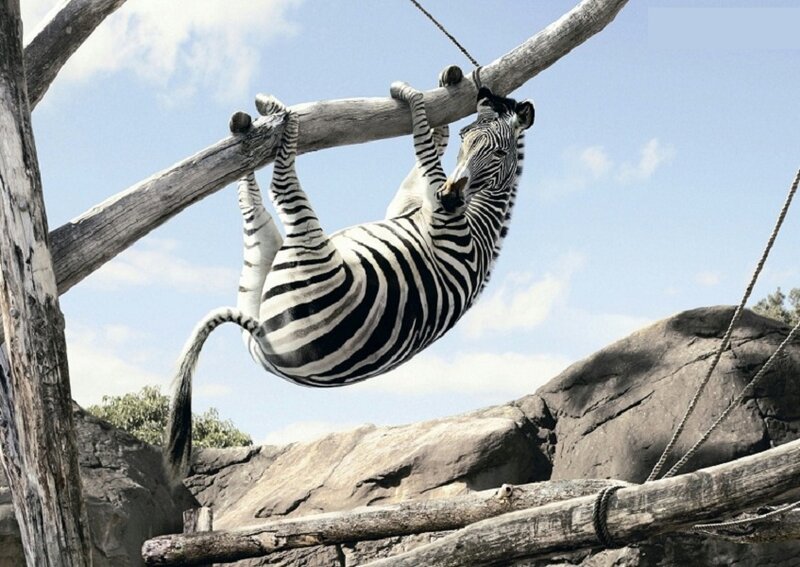 Zebra Hanging from Branch